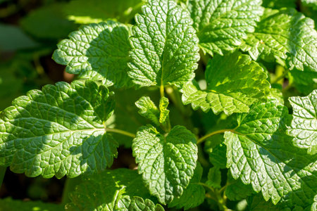 Closeup of Lemon Balm leaves (Melissa officinalis)