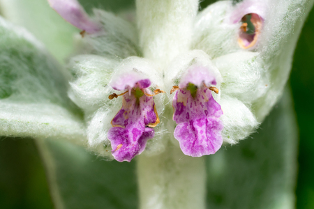 Closeup of Lamb's-ear (Stachys byzantina) flowersの写真素材
