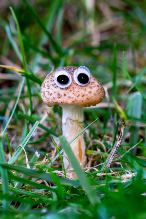 Brown mushroom in grass with artificial eyesの写真素材