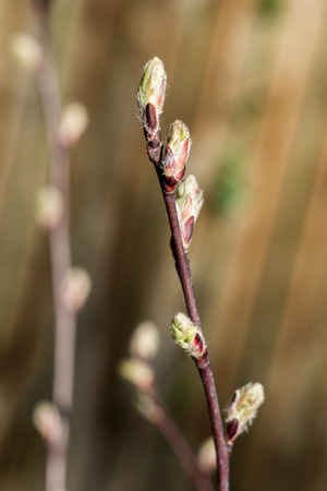 Closeup of young buds of Serviceberry / snowy mespilus (Amelanchier ovalis)の写真素材