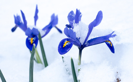 Snow-covered Netted Iris (Iris reticulata) flowersの写真素材