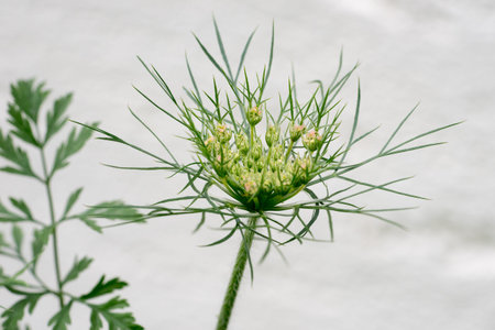 Closeup of wild carrot umbel (Daucus carota)