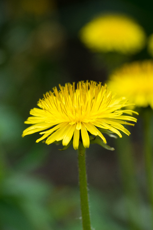 Closeup of dandelion flowers (Taraxacum)の写真素材