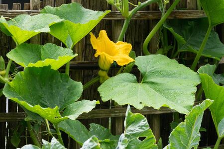 Squash plant (Cucurbita maxima) with big blossom on a garden fenceの写真素材