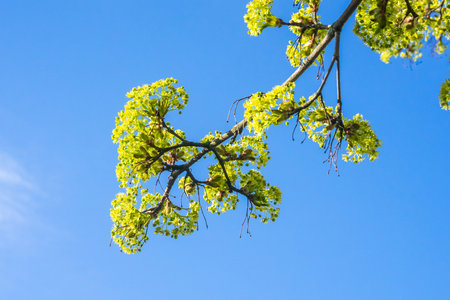Blooming maple tree twig against blue sky