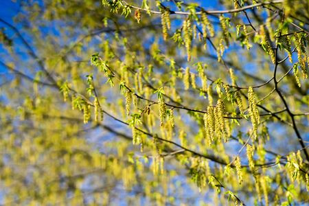 Common hornbeam (Carpinus betulus) catkins in Springの写真素材