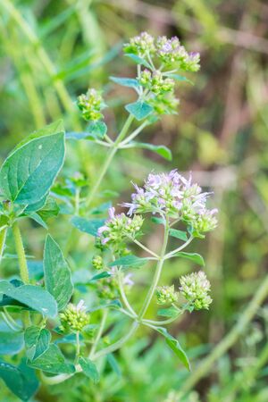 Closeup of Oregano flowers (Origanum vulgare)の写真素材