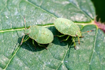 Closeup of two Green Shield Bug (Palomena prasina) nymphs on a leafの写真素材