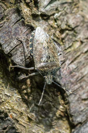 Closeup of a Shield Bug (prob. Rhaphigaster nebulosa) on a stem