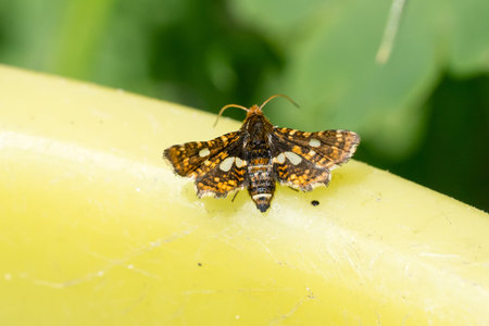 Closeup of a pygmy (Thyris fenestrella) moth の写真素材
