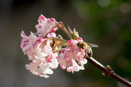 Closeup of honey bee (Apis mellifera) on Viburnum flowers in early spring