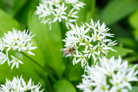 Closeup of honey bee (Apis mellifera) on wild garlic flowers (Allium ursinum)