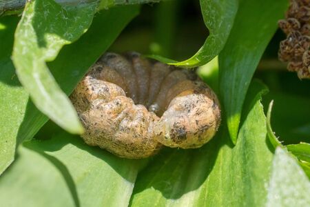 Closeup of a cutworm caterpillar (prob. large yellow underwing, Noctua pronuba)の写真素材