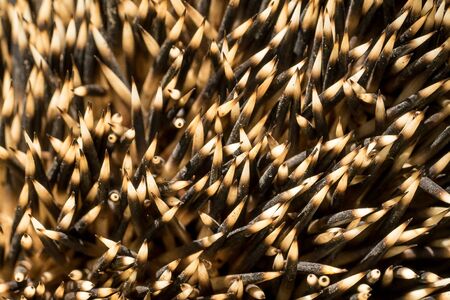 Closeup of the spikes of a European hedgehog (Erinaceus europaeus)の写真素材