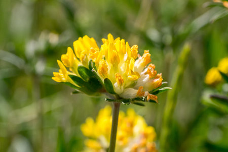 Closeup of common kidneyvetch flower (Anthyllis vulneraria) 