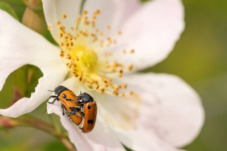 Closeup of Four spotted leaf beetles (Clytra quadripunctata) mating on a wild roseの写真素材