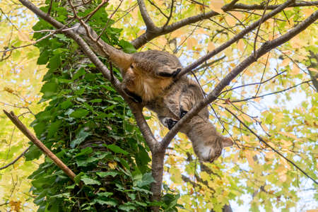Domestic cat on a tree with yellow leaves in autumn, undersideの写真素材