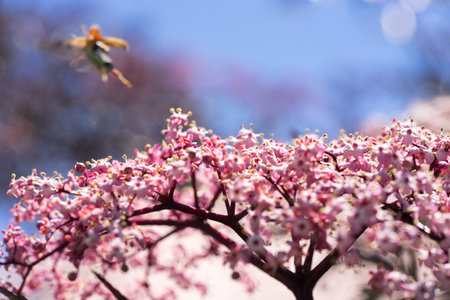 Closeup of pink flowering umbel with leaving flying beetle