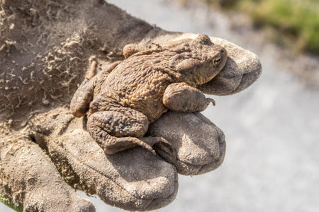 Closeup of a common toad (Bufo bufo) sitting on a gloved hand during toad migrationの写真素材