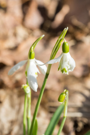 Closeup of snowdrop (Galanthus) flower with damaged petalsの写真素材