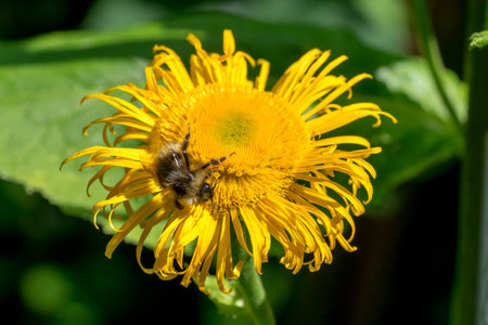 Closeup of a bumblebee on Telekia flower (Telekia speciosa)の写真素材