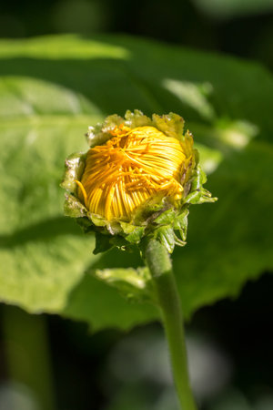 Closeup of a Telekia bud (Telekia speciosa)の写真素材