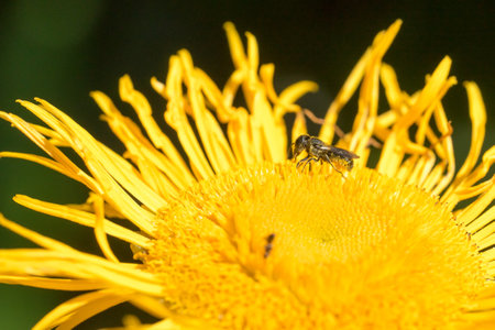 Closeup of a small wild bee on Telekia flower (Telekia speciosa)の写真素材