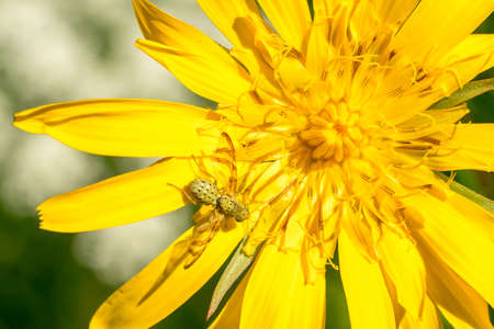 Closeup of a tephritid fly (Orellia falcata) on its host plant meadow salsify (Tragopogon pratensis)の写真素材