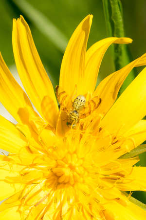 Closeup of a tephritid fly (Orellia falcata) on its host plant meadow salsify (Tragopogon pratensis)の写真素材