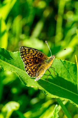 Closeup of a bog fritillary butterfly (Boloria eunomia)の写真素材