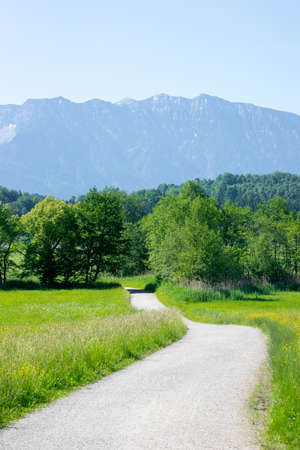 Hiking path through flowering marsh area, grassland and bushes in "Murnauer Moos", Bavariaの写真素材