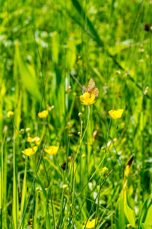 Flowering marsh area grassland with a marsh fritillary butterfly (Euphydryas aurinia)の写真素材