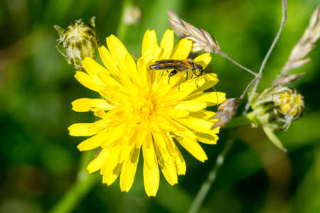 Closeup of a beetle (Oedemera femorata) on meadow salsify flower (Tragopogon pratensis)の写真素材