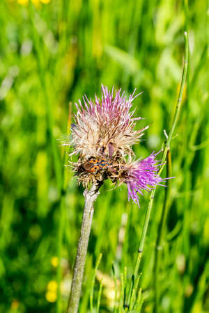 Closeup of a red-and-black bug (prob. Spilostethus saxatilis) on a thistle flowerの写真素材
