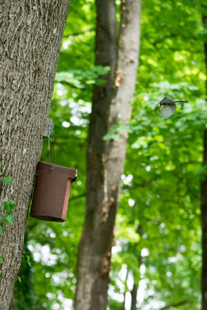 Great Tit (Parus major) flying towards its nesting boxの写真素材