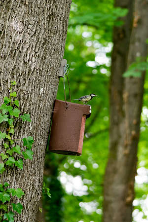 Great Tit (Parus major) at its nesting boxの写真素材