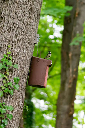 Great Tit (Parus major) at its nesting boxの写真素材