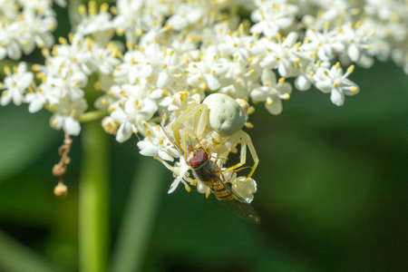 Closeup of a Crab Spider (Misumena vatia) on elderberry blossoms (Sambucus nigra), feeding on a marmalade hoverfly (Episyrphus balteatus)の写真素材