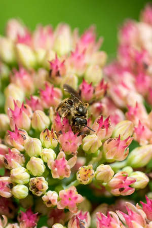 Closeup of wild sweat bee (Lasioglossum / Halictus) on orpine flowers (Sedum telephiumの写真素材
