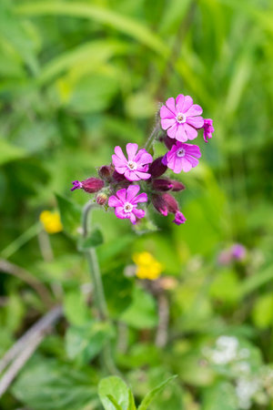 Closeup of Red Campion flowers (Silene dioica)の写真素材