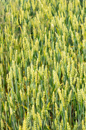 Closeup of unripe common wheat on a fieldの写真素材