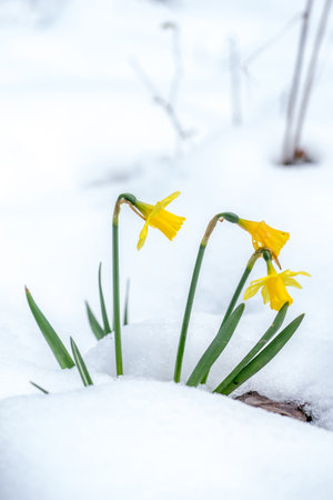 Closeup of Daffodil flowers (Narcissus) growing in snowの写真素材