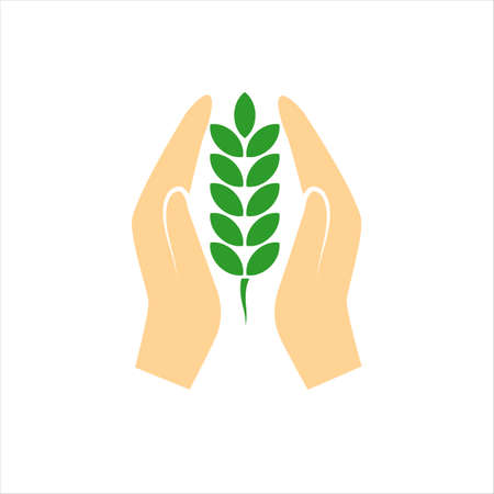 spikelet   in hands on white backgroundのイラスト素材