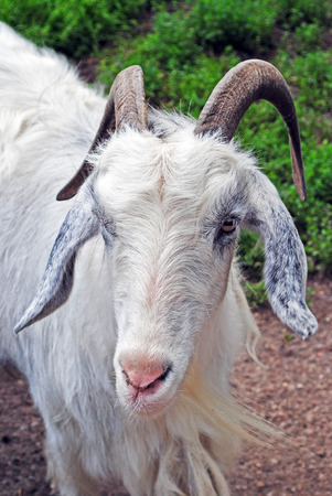 A white goat in summerの写真素材