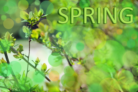 Spring blur background in green colorsの写真素材