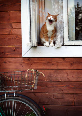 A red yawning cat on the windowの写真素材