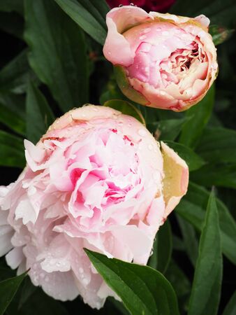 light pink peony buds in the gardenの写真素材