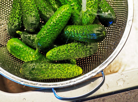 washing fresh cucumbers in the kitchen