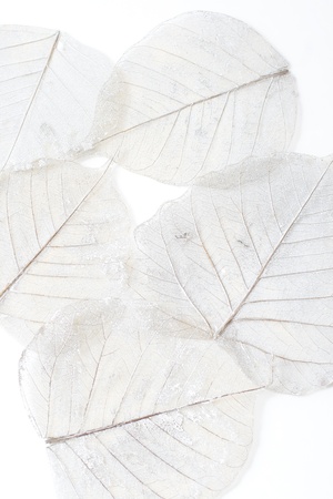 Skeleton leaves の写真素材
