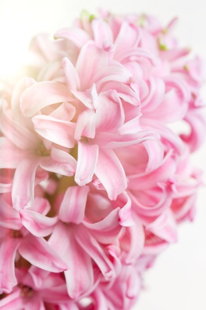 Pink Hyacinth Flower close-upの写真素材